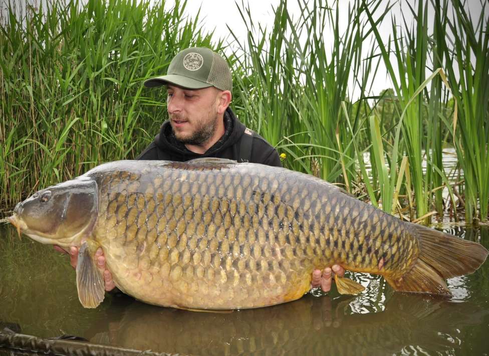 Pelagicevo Schub Karper 3 Pelagicevo Karper 3