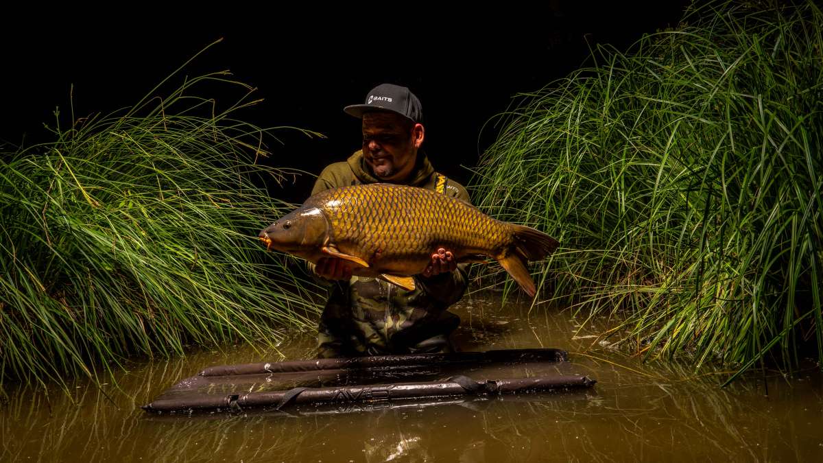 Common Carp Chateau Lake Poiteviniere Common Poiteviniere 2