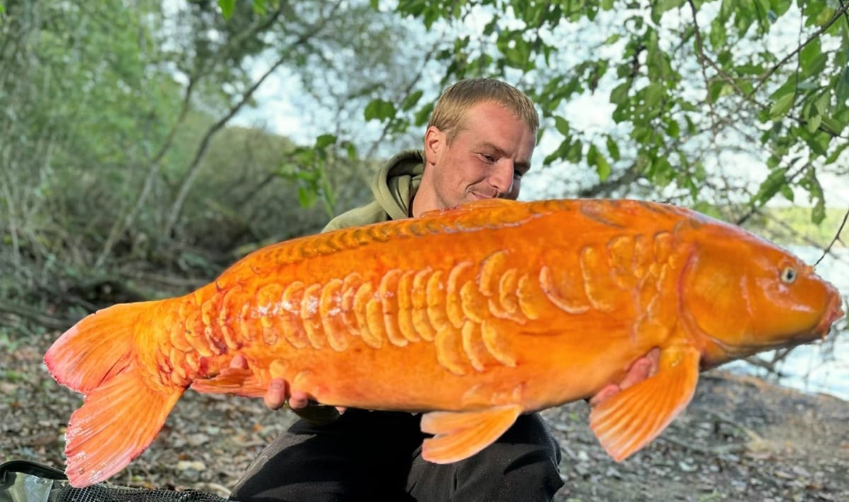 Etang De La Poiteviniere Koi Etang La 2