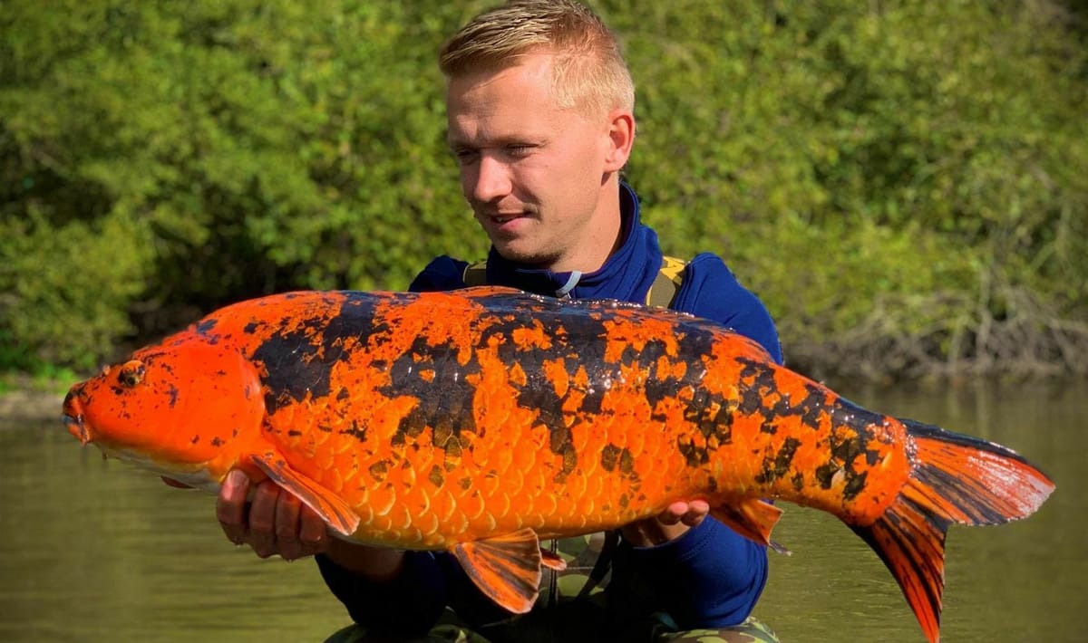Etang De La Poiteviniere Koi La Poiteviniere 3