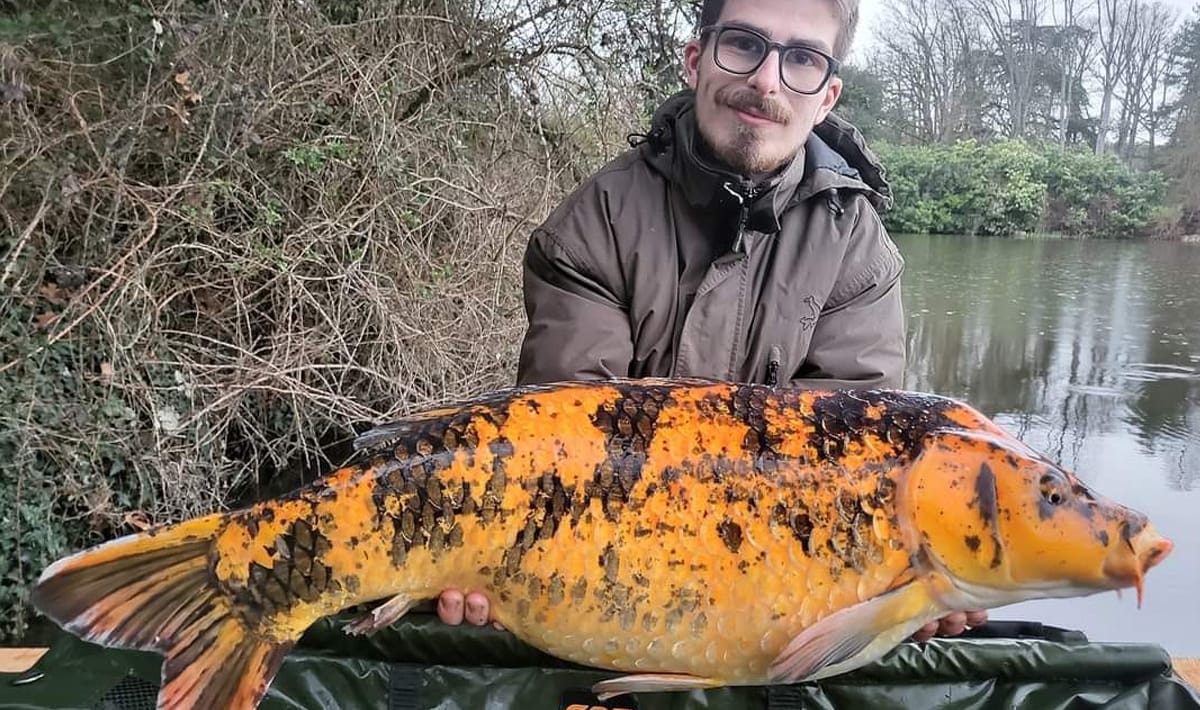 Etang De La Poiteviniere Koi Poiteviniere Carp 4