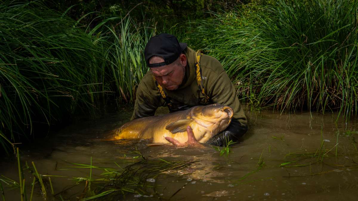Mirror Carp Chateau Lake Poiteviniere Lake Poiteviniere 1