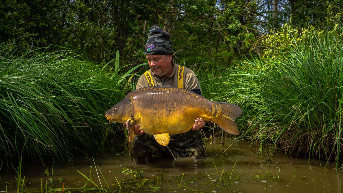 Mirror Carp Chateau Lake Poiteviniere Carp Chateau Poiteviniere