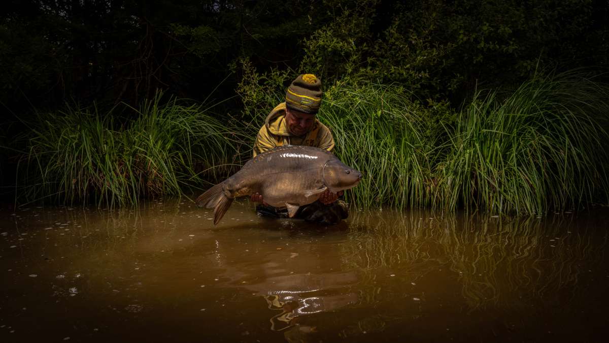 Mirror Carp Chateau Lake Poiteviniere Mirror Chateau Lake