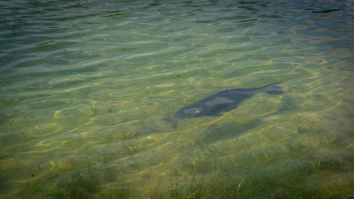 Etang Du Garnd Christoph Lassicourt Du Garnd Christoph
