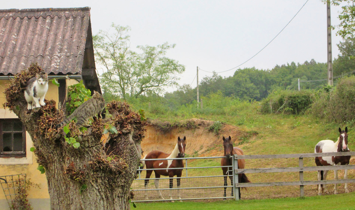 Sfeer Etang Morlou Visvakantie Frankrijk Etang Frankrijk 11