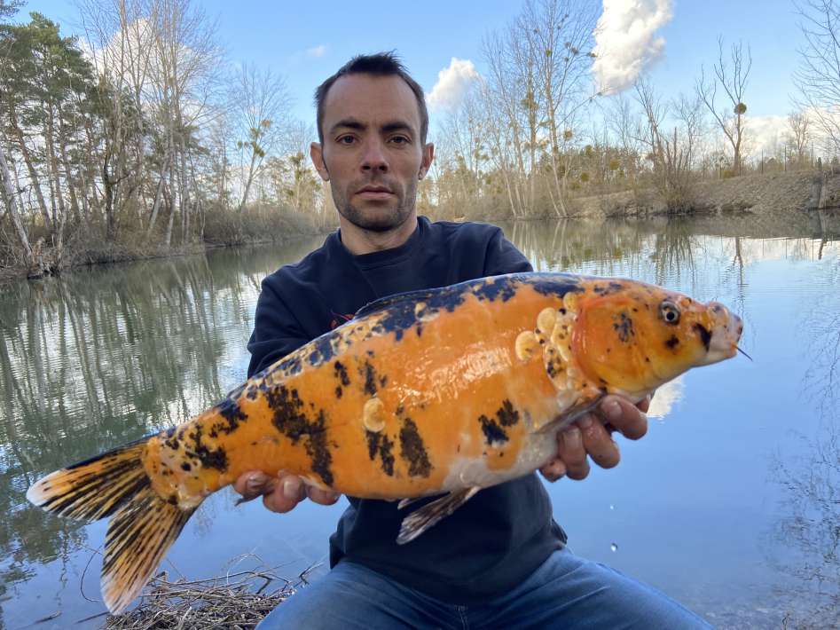 Lanodonte Karpervissen Noord Frankrijk 4 Karpervissen Noord 4