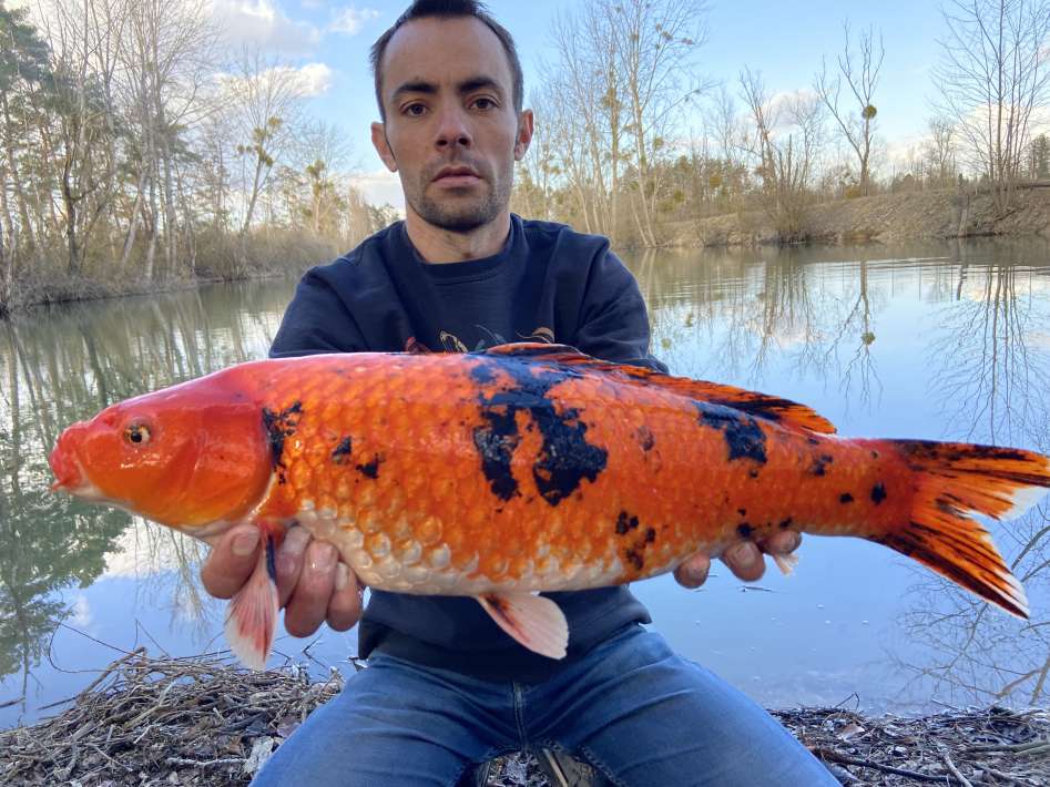 Lanodonte Karpervissen Noord Frankrijk 7 Karpervissen Frankrijk 7