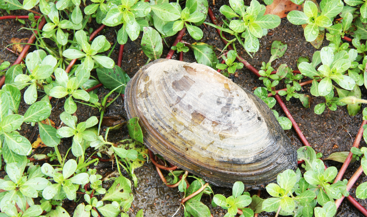 Sfeer Carpa Lac De Villedon Carpa De Vacaciones