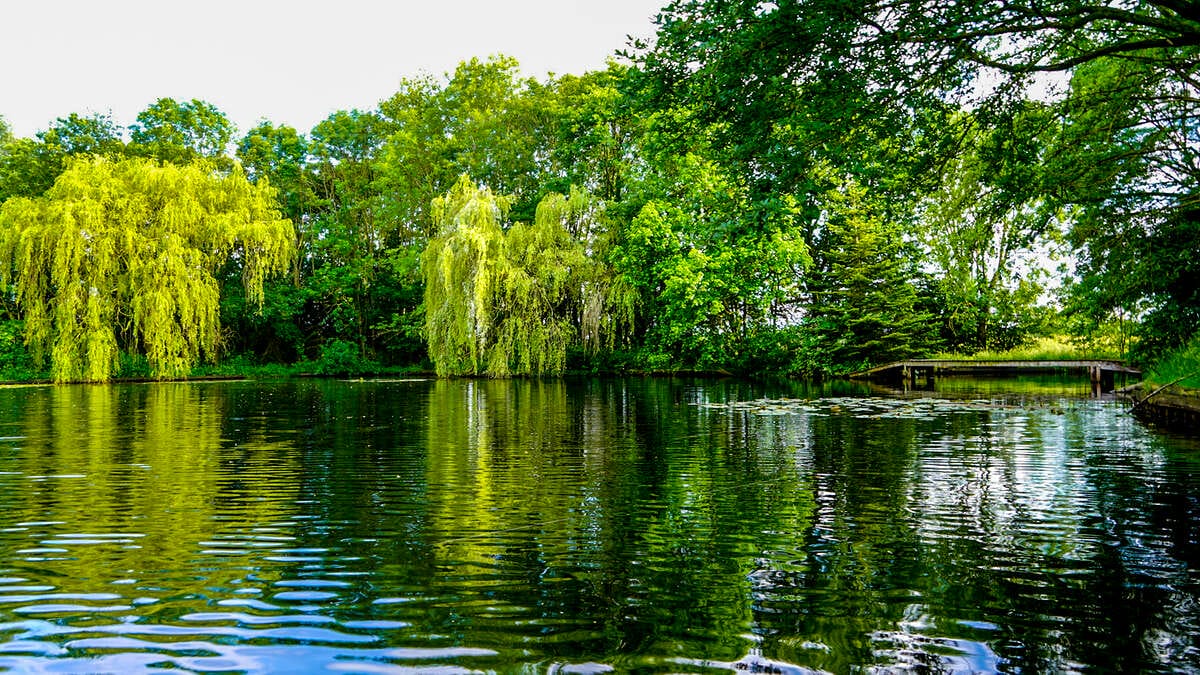 Carp Lake Rosmalen Sfeerfoto 2 Carp Lake Sfeerfoto