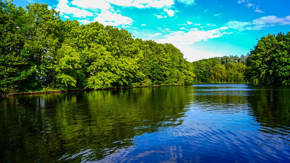 Carp Lake Rosmalen Sfeerfoto 8 Carp Sfeerfoto 8