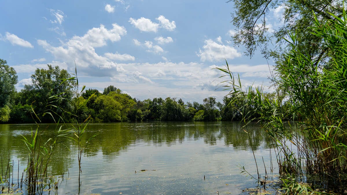 Dannys Carplake Eindhoven Betaalwater Visvakantie Carplake Visvakantie Sfeerfoto
