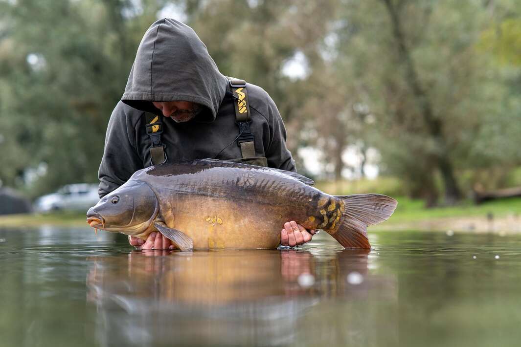 The Goosepit Dave Levy 6 The Dave 6