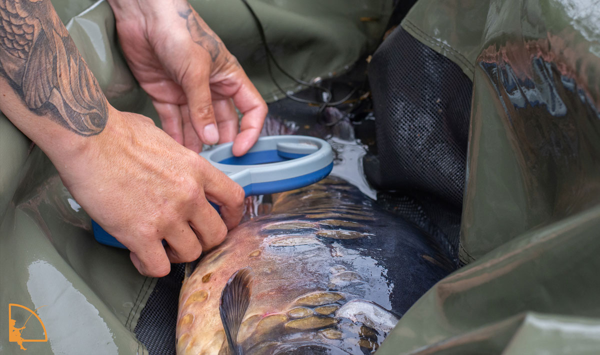 Omgeving Betaalwater Oploo Karpervissen Glory Betaalwater Karpervissen Carp