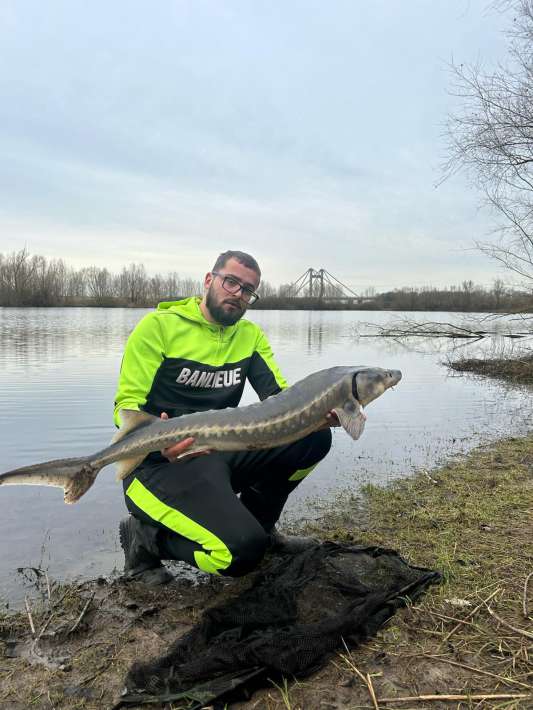 Karperdroom Extreme Steur In Nederland Karperdroom Steur In