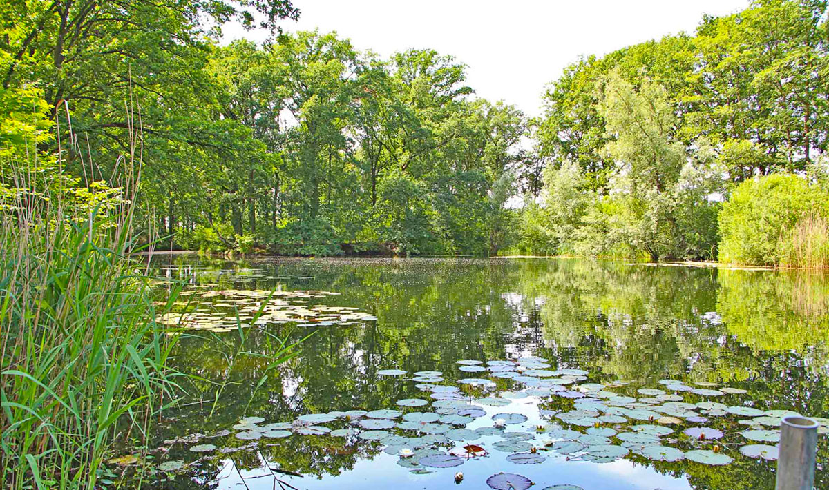 Omgeving Karpervissen Zevenaar Betaalwater Karperdroom Zevenaar Betaalwater 16