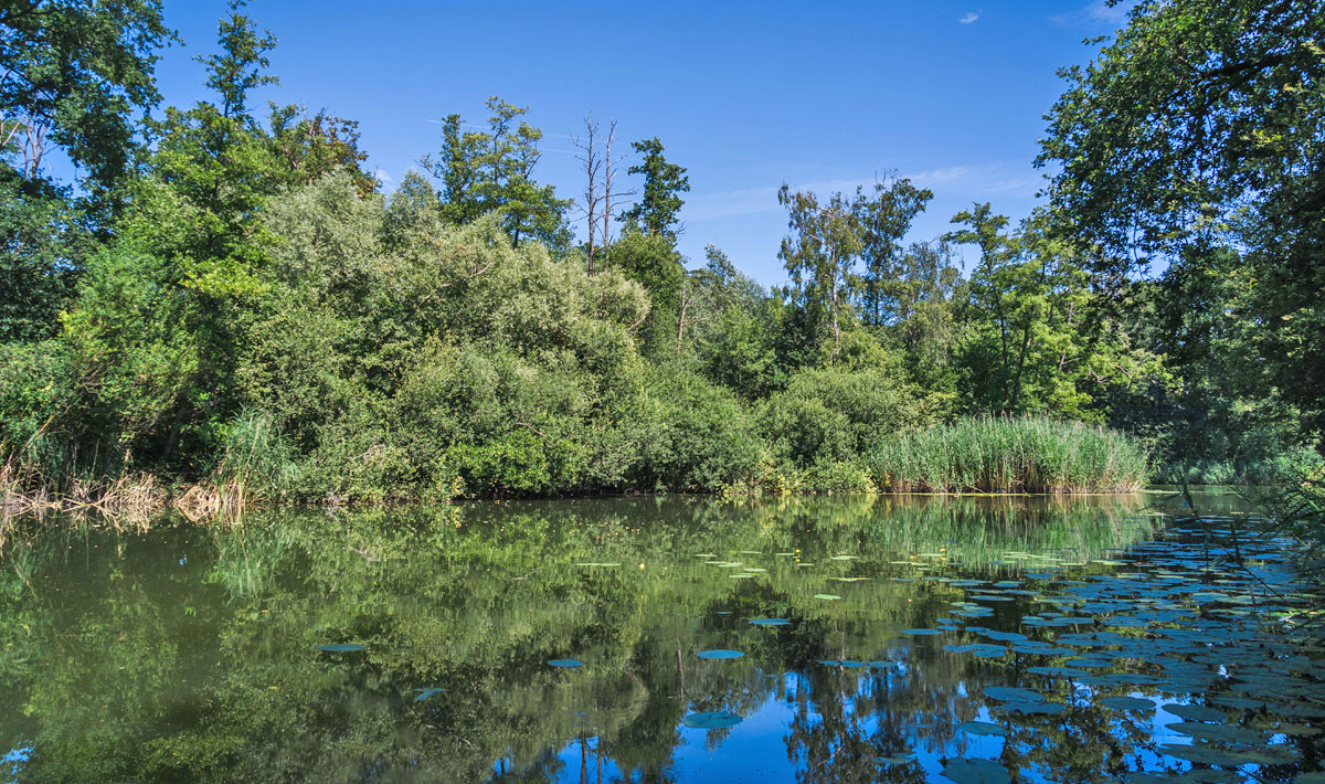 Omgeving Karpervissen Zevenaar Betaalwater Karperdroom Karpervissen Zevenaar Betaalwater