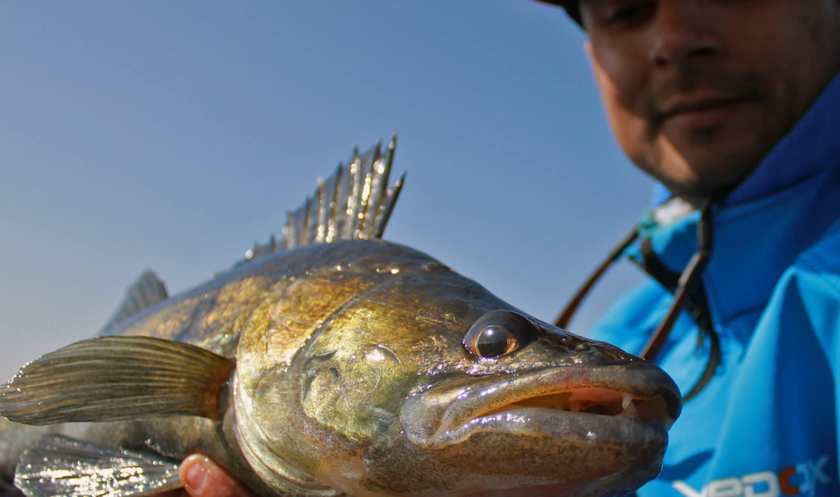 Nauta Visgids Roofvissen Nederland Snoek Roofvissen Snoek Vistrip