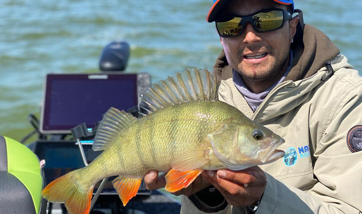 Nauta Visgids Roofvissen Nederland Snoek Visgids Nederland Snoek
