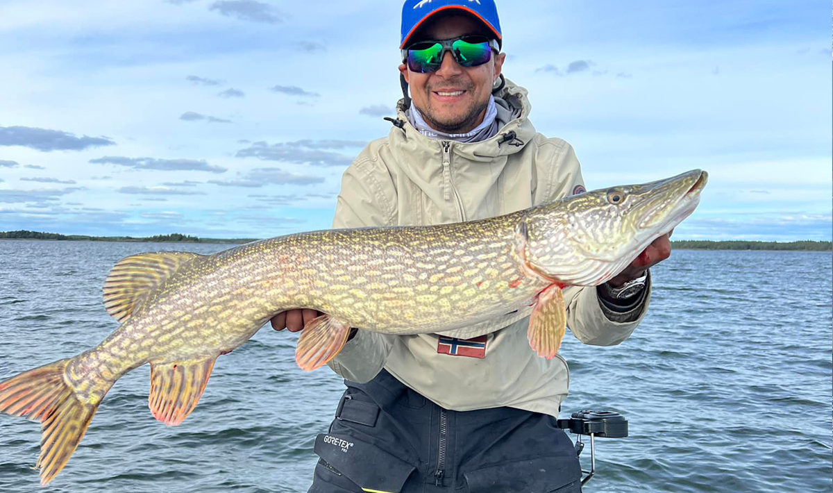 Nauta Visgids Roofvissen Nederland Snoek Visgids Snoek 6