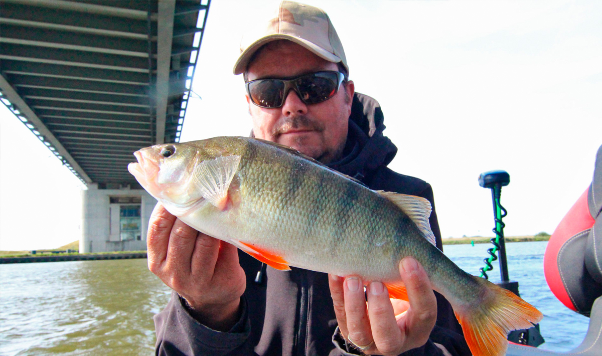 Nauta Visgids Roofvissen Nederland Snoek Visgids Nederland Snoekbaars
