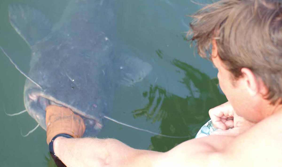 Meerval Delta Ebro Vissen Vakantie Ebro Vissen 1