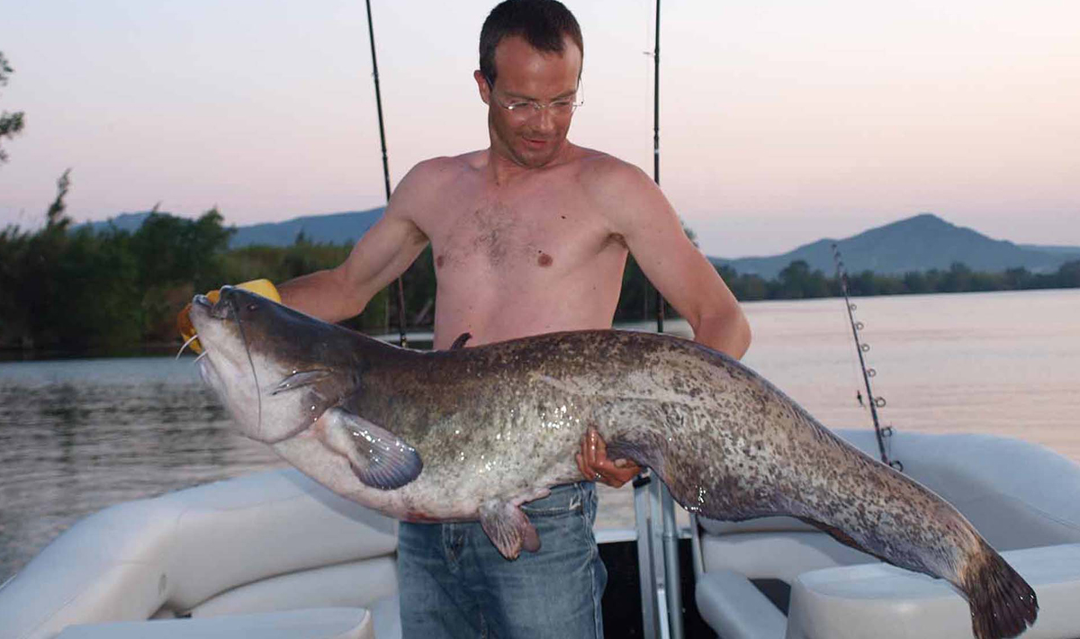 Meerval Delta Ebro Vissen Vakantie Ebro Vissen Vakantie