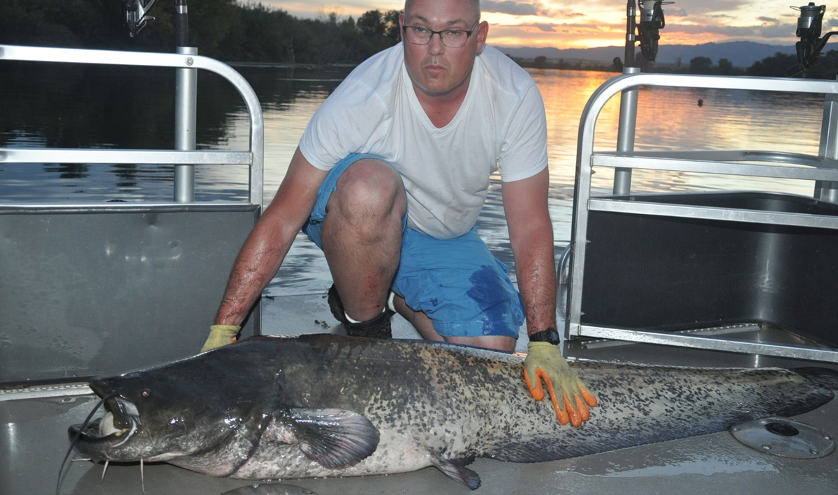 Meerval Delta Ebro Vissen Vakantie Meerval Delta Vakantie