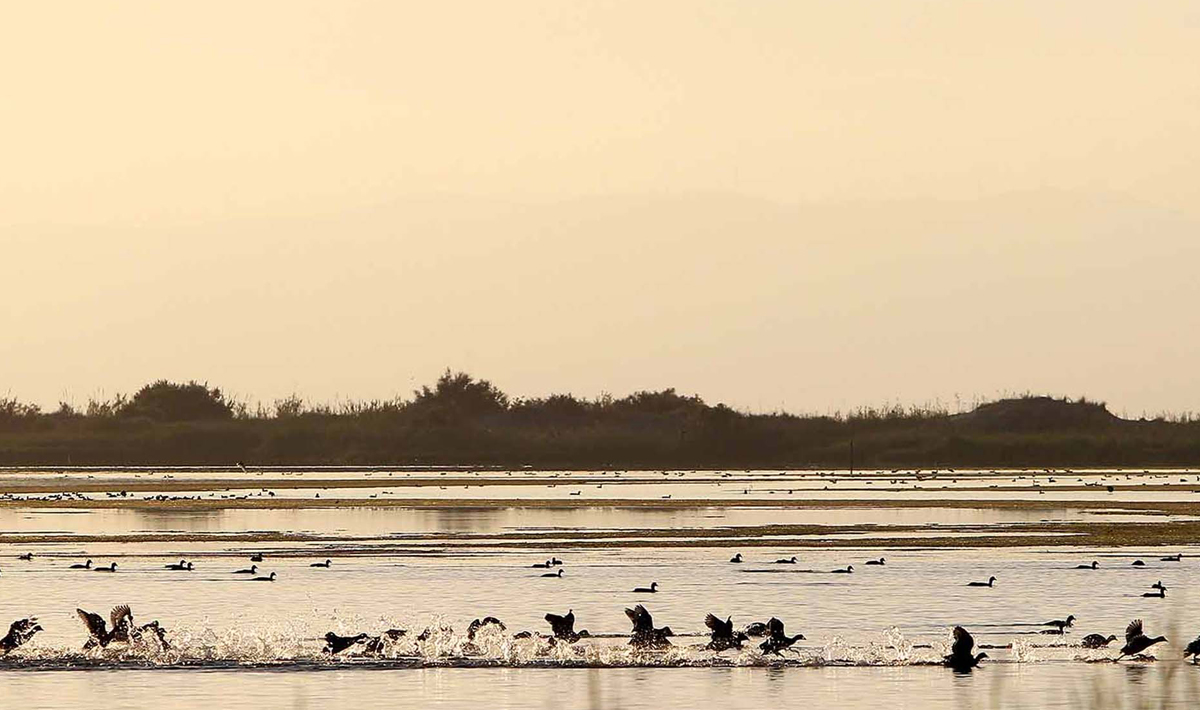 Sfeer Delta Ebro Meerval Vissen Delta Meerval Vissen