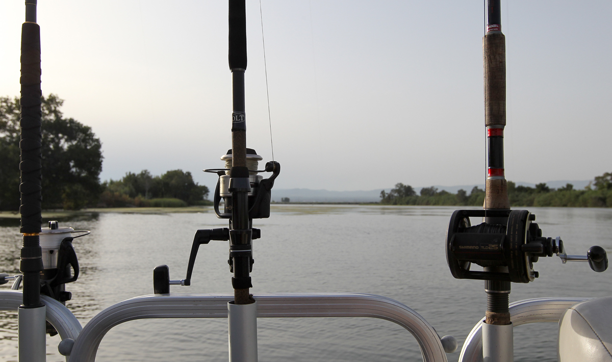 Visspullen Delta Ebro Meerval Vissen Meerval Vissen Vakantie