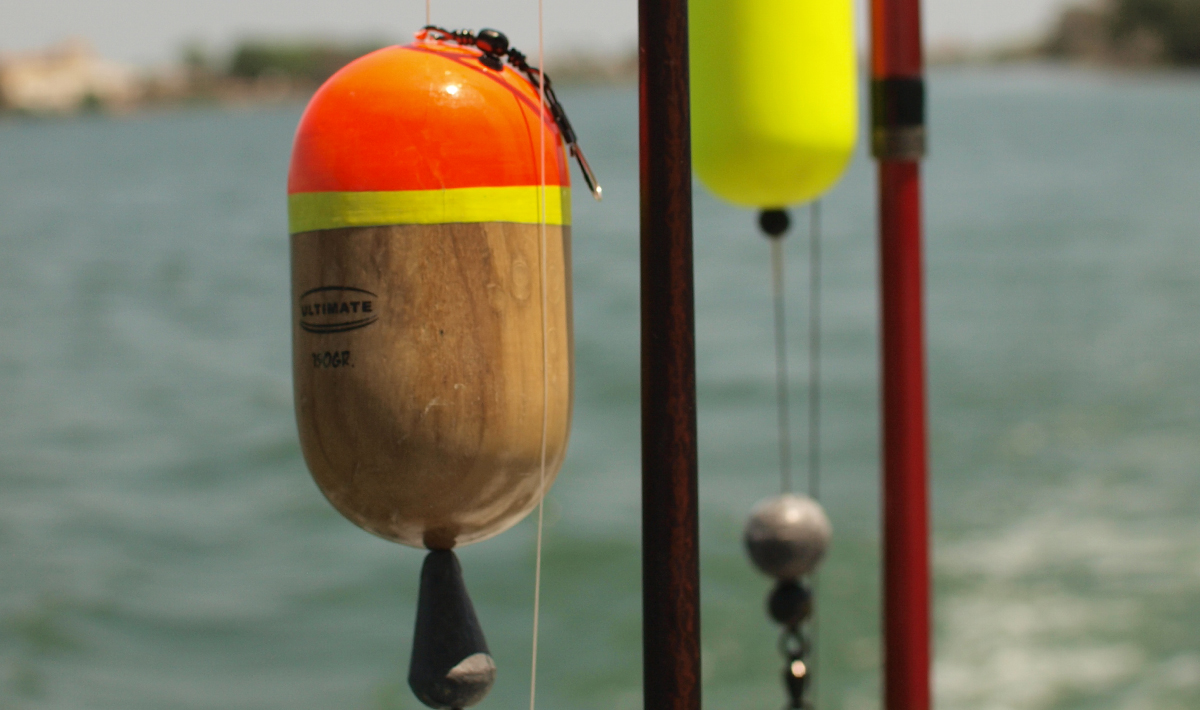 Visspullen Delta Ebro Meerval Vissen Delta Ebro Bootvissen