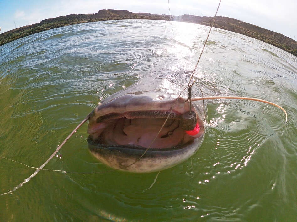 Ebro Deluxe Fishing Big Catfish Big Catfish 1