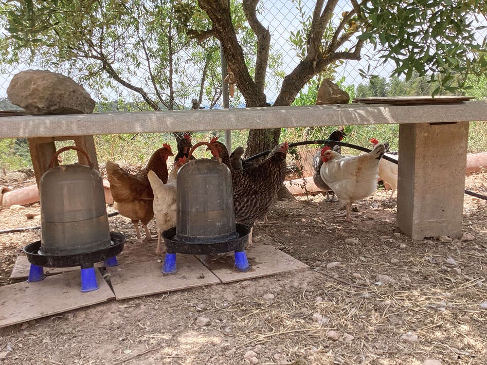 Ebro Deluxe Fishing Farm Animals Deluxe Farm Animals