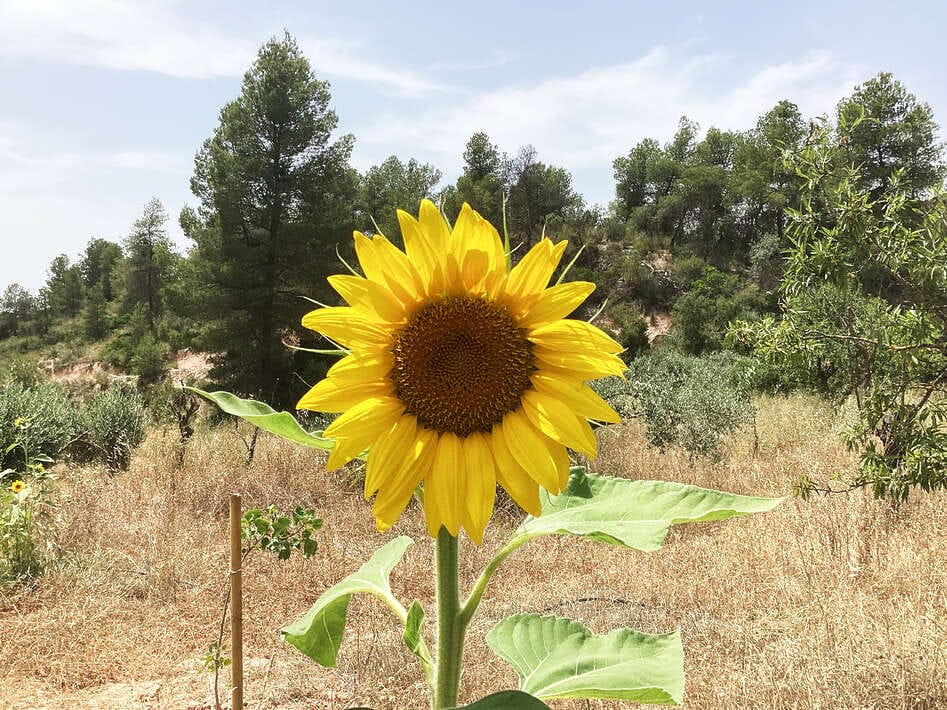 Ebro Deluxe Fishing Spanisch Girasol Ebro Deluxe Spanisch