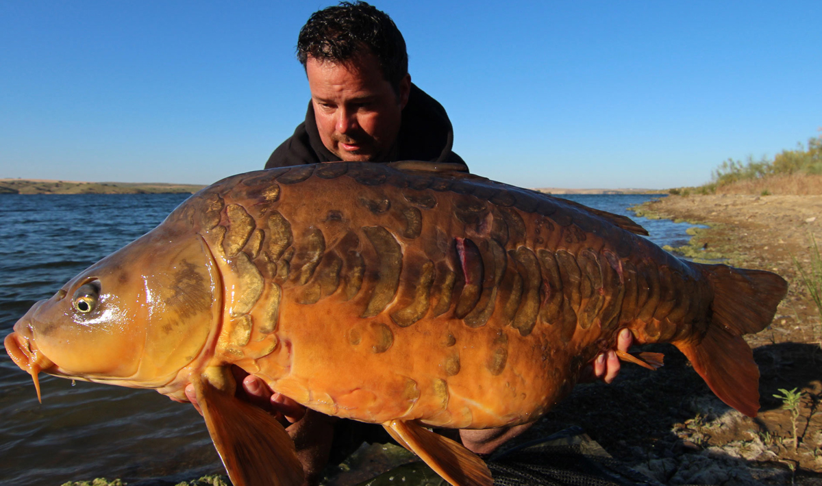 Karper Orellana Extremadura Spanje Karpervissen Orellana Karpervissen 5