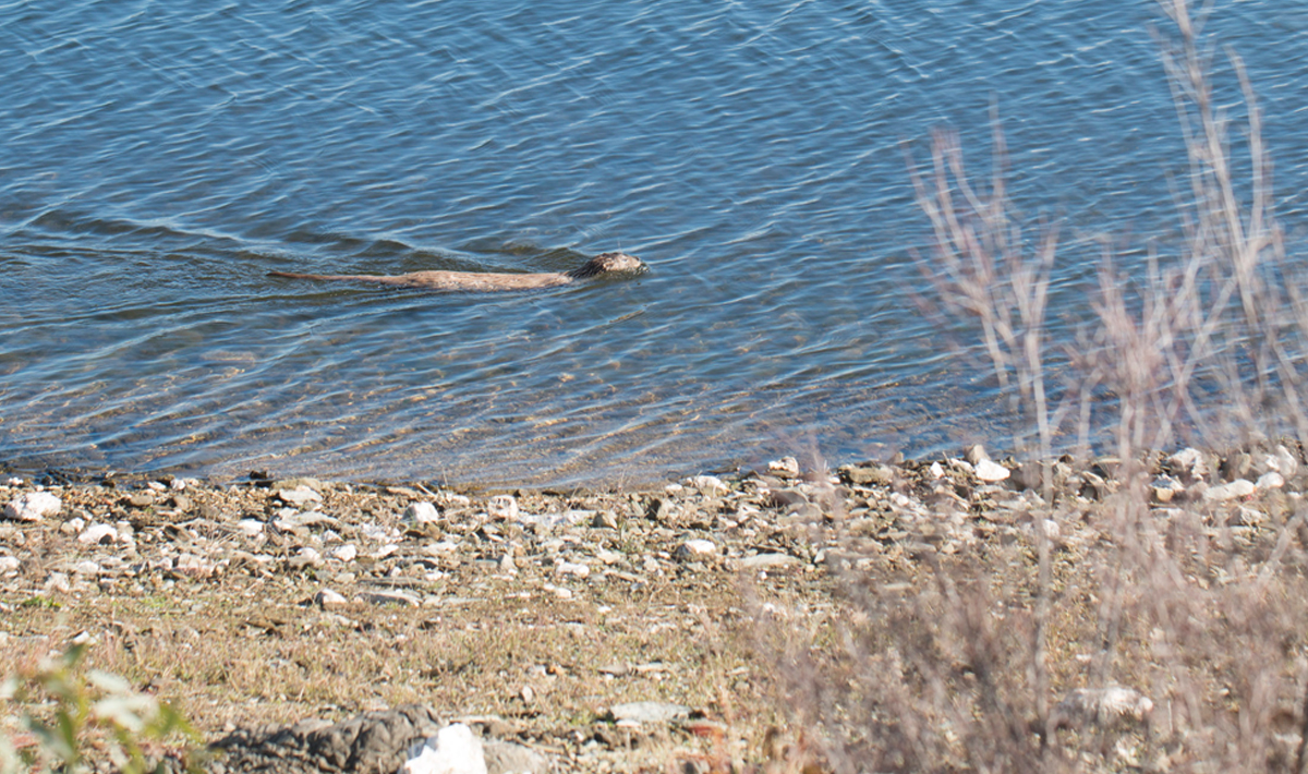 Sfeer Orellana Extremadura Spanje Karpervissen Sfeer Karpervissen Visvakantie