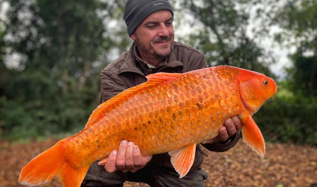 Karpers Medenice Carplake Karpervissen In Karpers Carplake Tsjechie